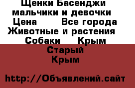 Щенки Басенджи ,мальчики и девочки › Цена ­ 1 - Все города Животные и растения » Собаки   . Крым,Старый Крым